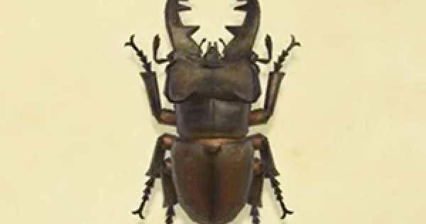 ACNH Miyama stag How To Catch & Price Animal Crossing GameWith