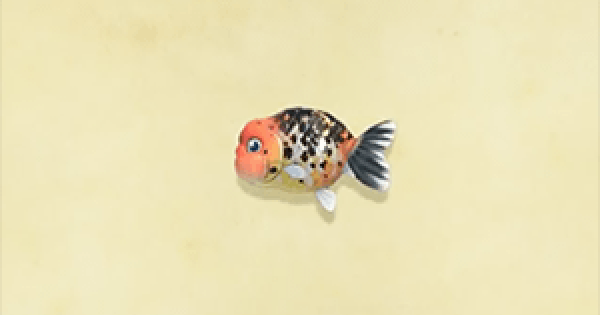 ACNH Ranchu goldfish How To Catch & Price Animal Crossing GameWith