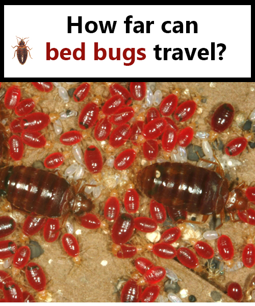 How Fast Do Bed Bugs Spread and How to Stop the Infestation?