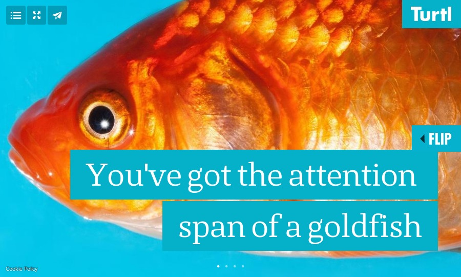 You've got the attention span of a goldfish