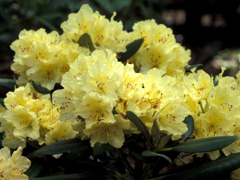 Rhododendron Gammon's Garden Center & Landscape Nursery