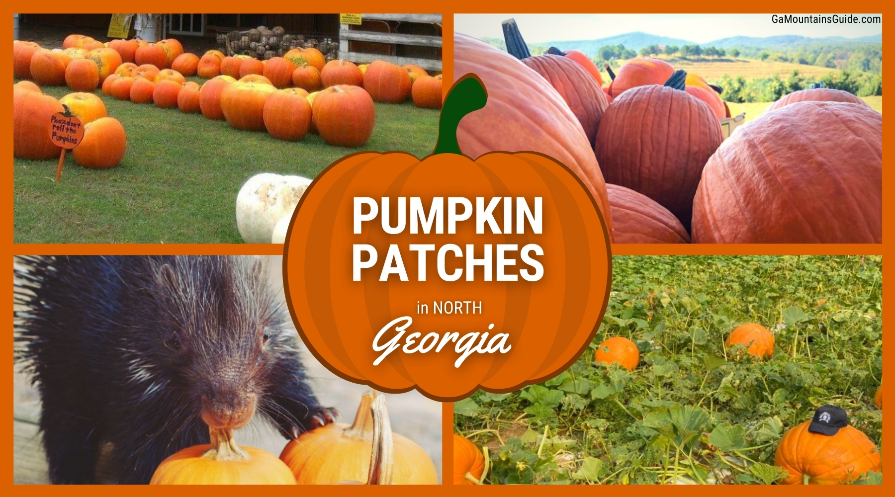 Pumpkin Patches in North ? Ga Mountains Guide