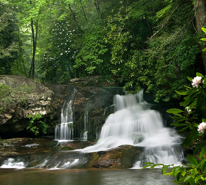 Georgia Black Sea Map ForestWatch