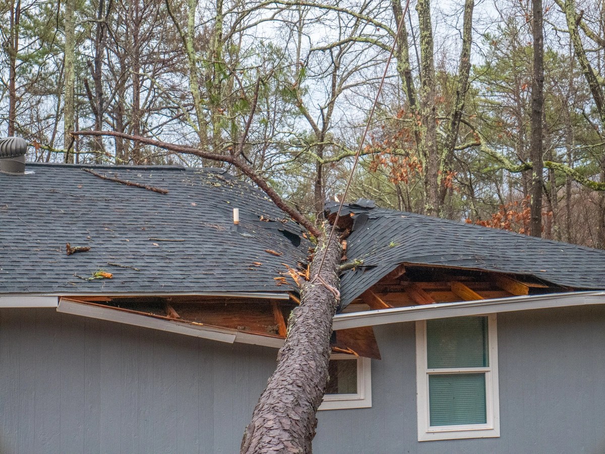 What To Do When A Tree Falls On Your Roof G And Bros Roofing