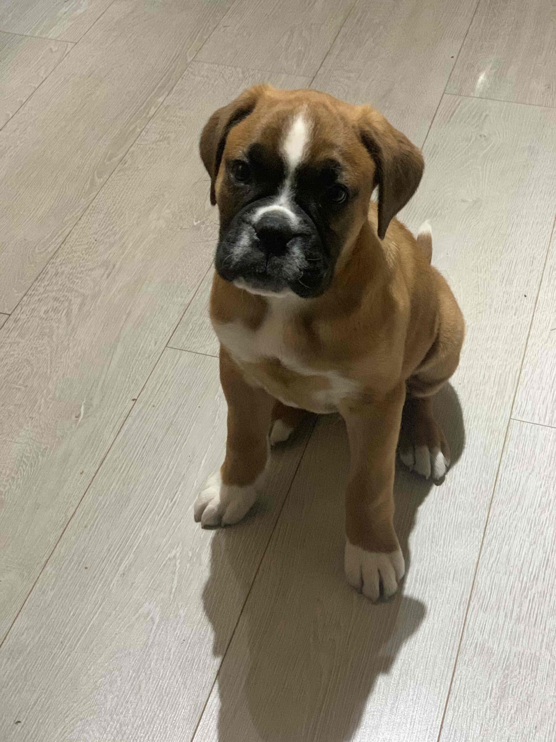 Jasper the boxer dog GANG