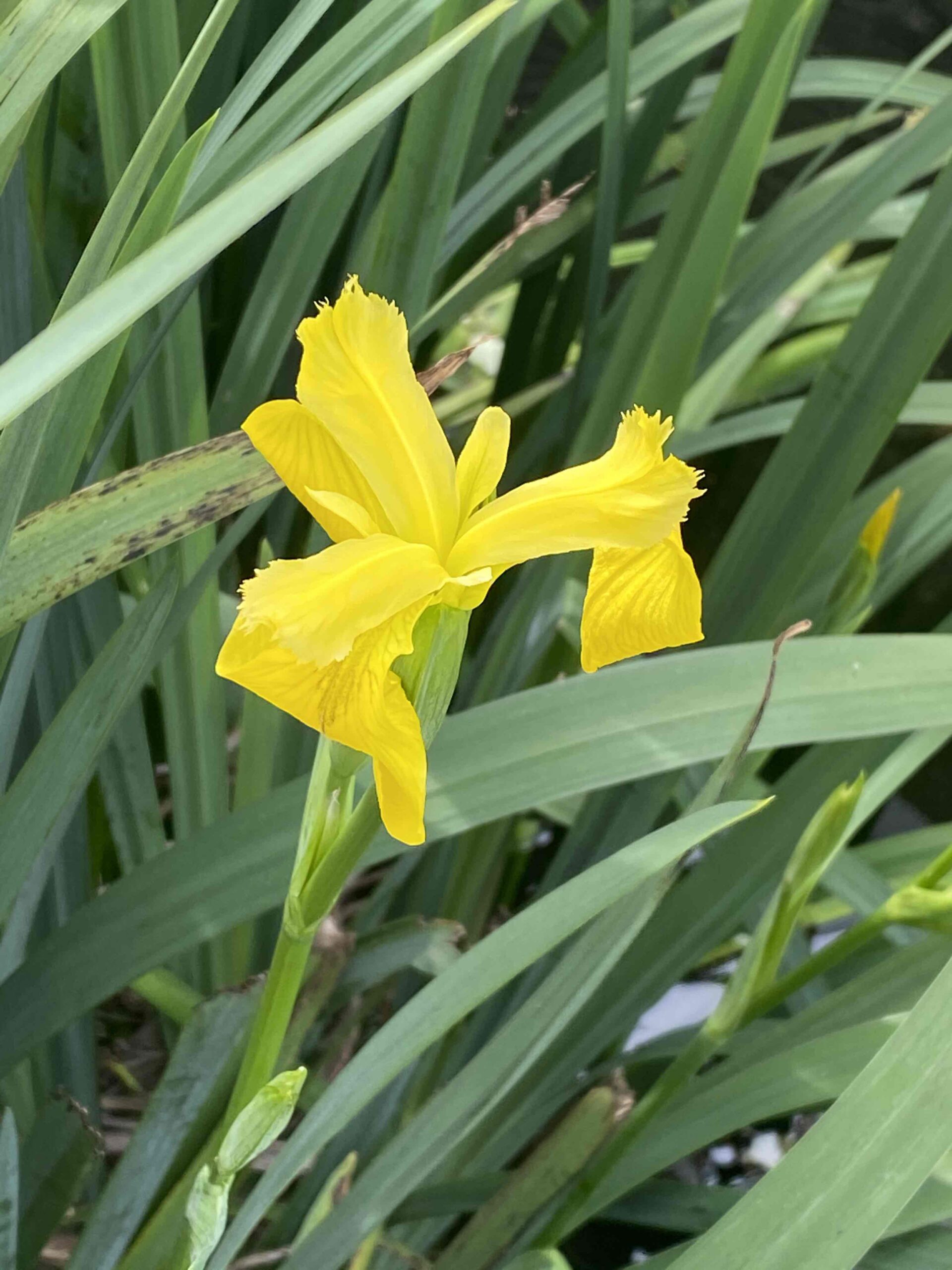 Yellow Water Flower GANG