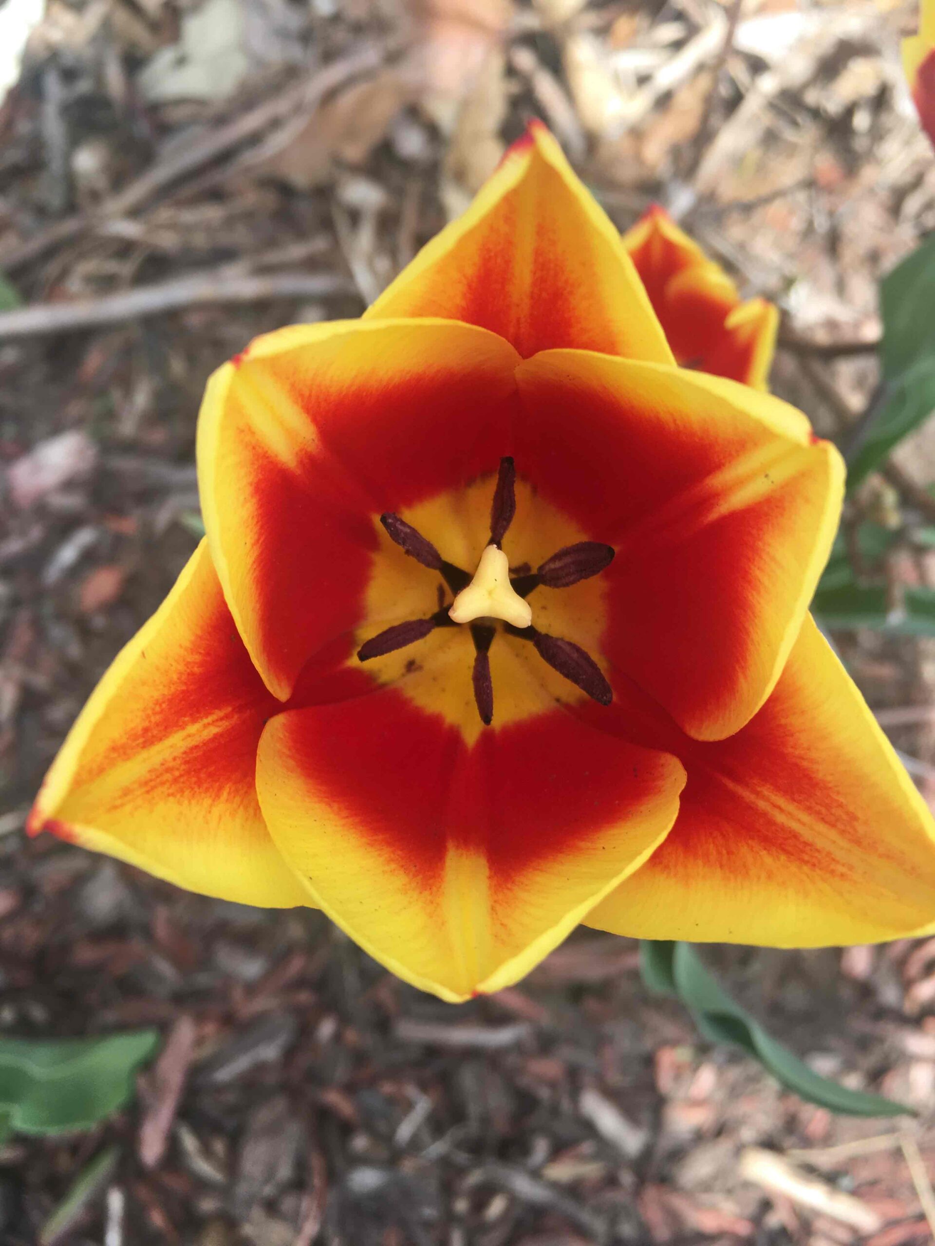 Bloom baby Bloom! GANG