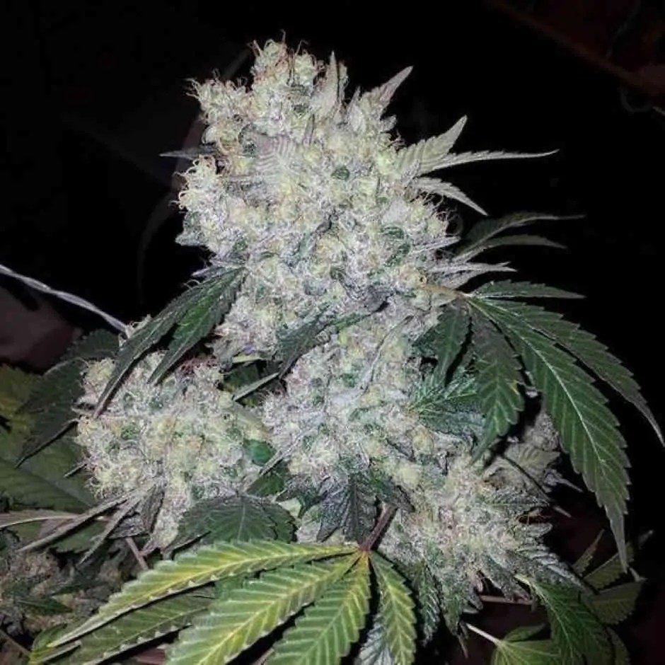 Nasiona marihuany White Widow Bulk Feminized Seeds