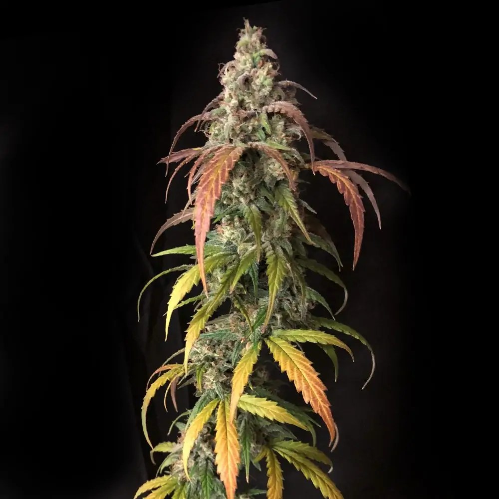 Auto Black Jack Herer