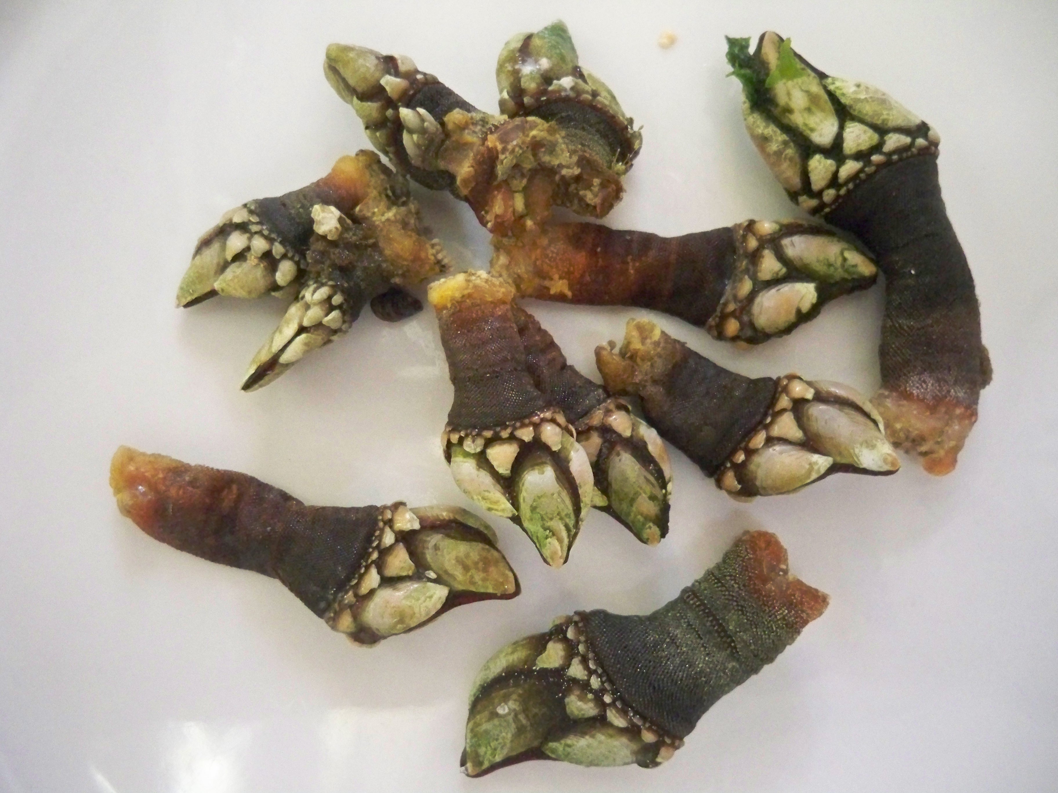 Barnacles On Skin Wallpapers Gallery