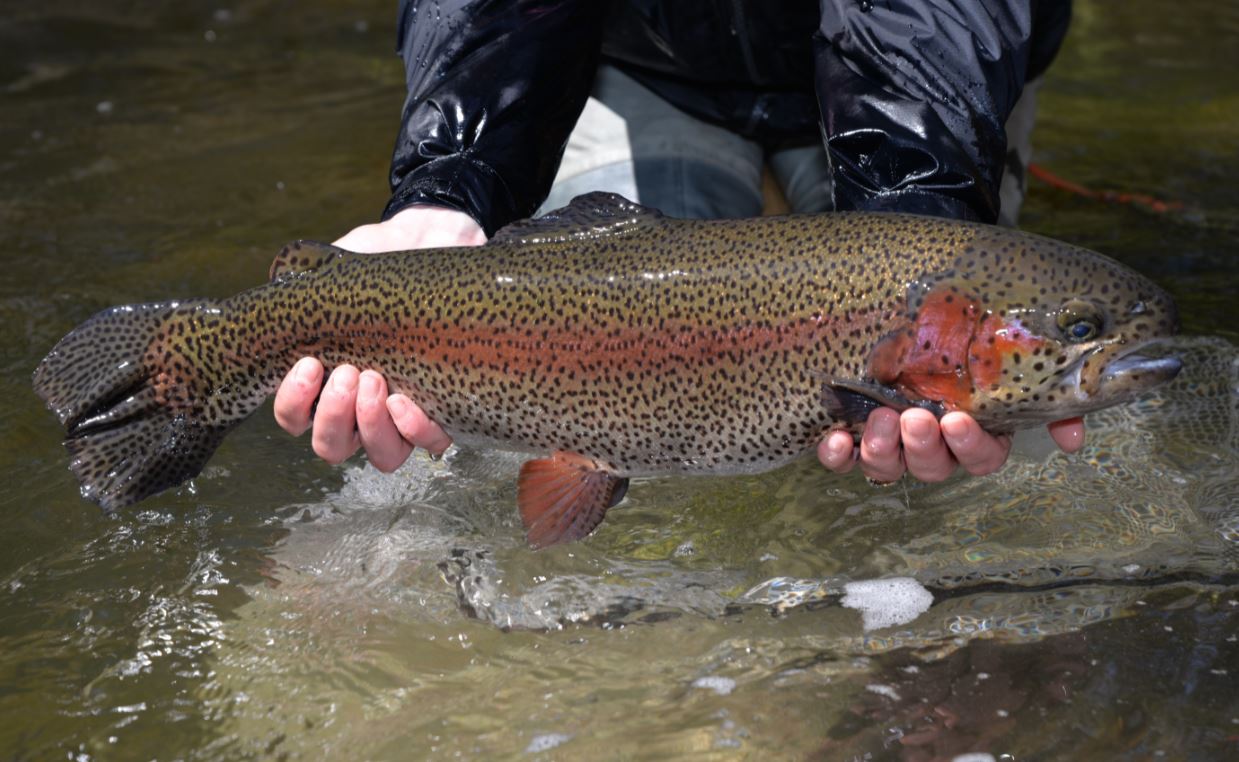 Trout Stocking Schedule 2023 New York 2021 Adult Trout Stocking Schedule Now Available – Gantnews.com