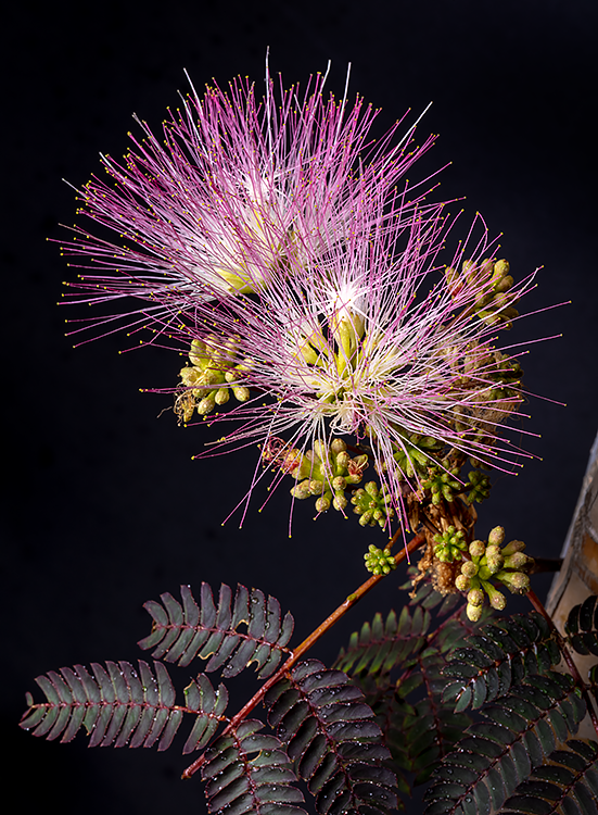 Photographs Persian Silk Tree Blossum