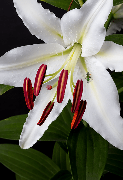 Photographs White Stargazer Lily