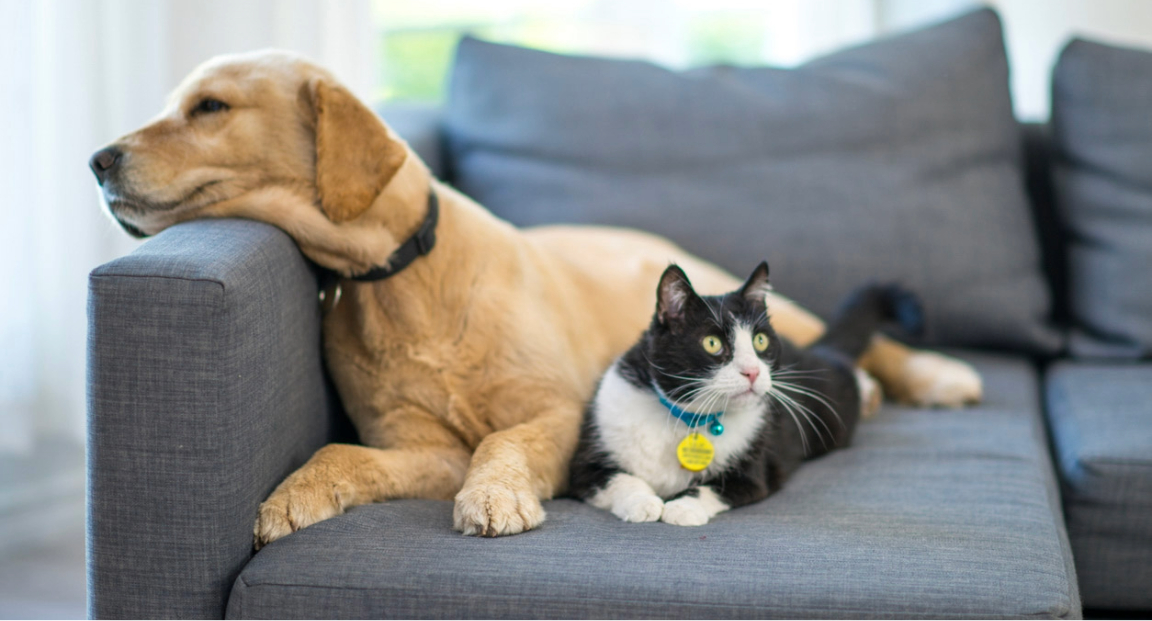 Veterinary expenses different ways pet parents can pay GapOnly