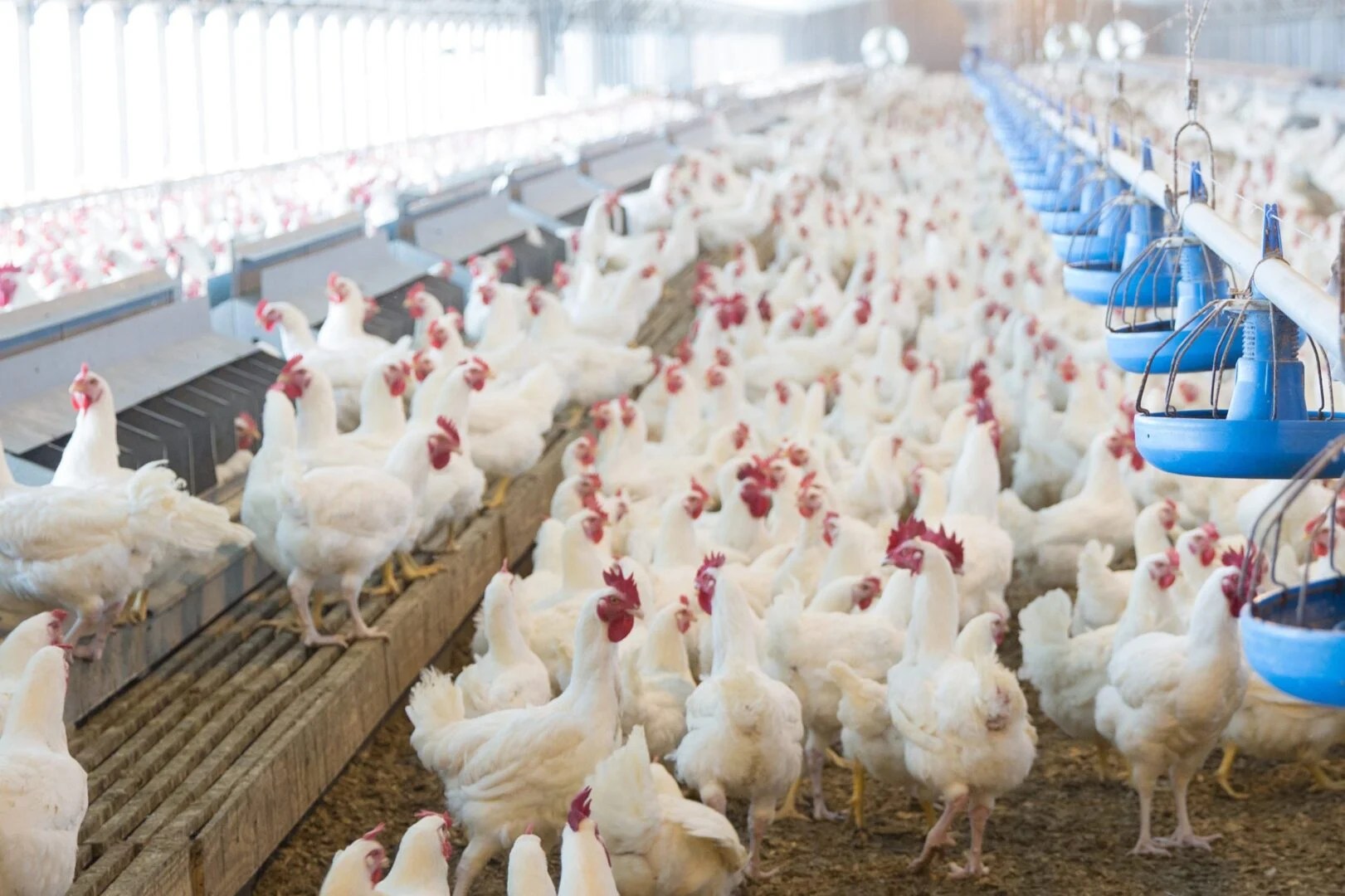 Savannah leads ag exports Ports Authority