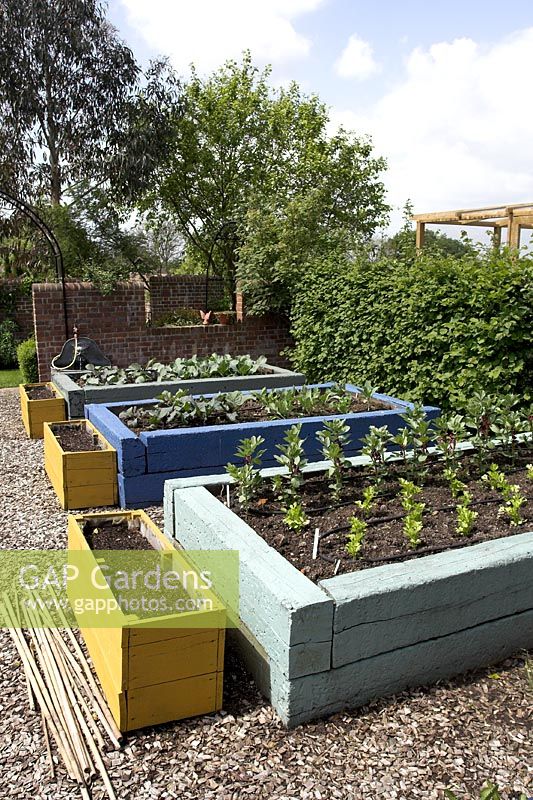 GAP Gardens Vegetables growing in raised beds Image No 0080482