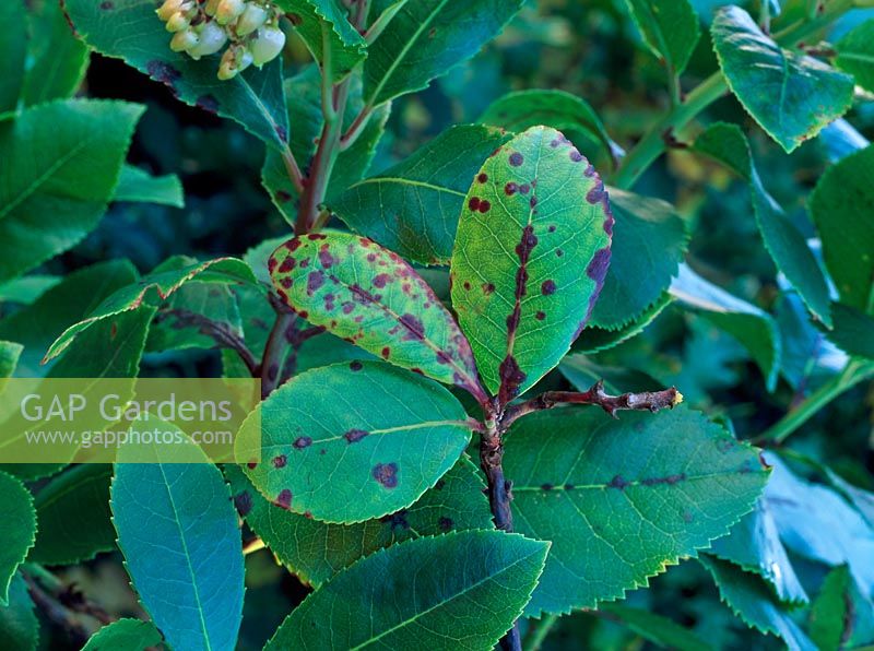 GAP Gardens Septoria unedonis Arbutus leaf spot Image No 0151197