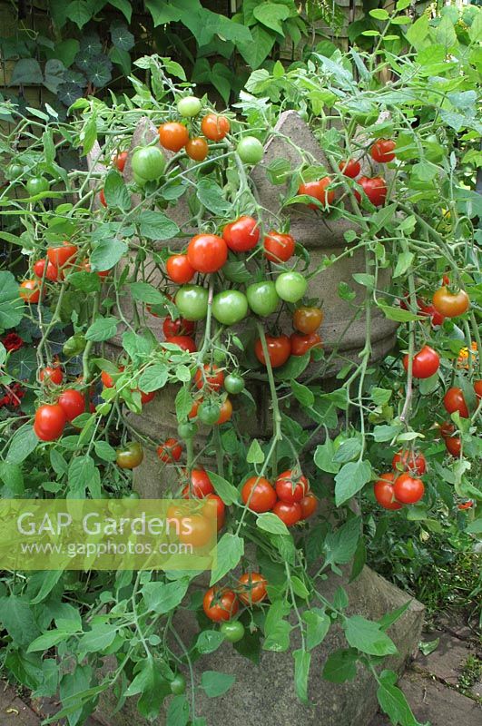 GAP Gardens Tomatoes 'Tumbler' spilling out of a Victorian chimney