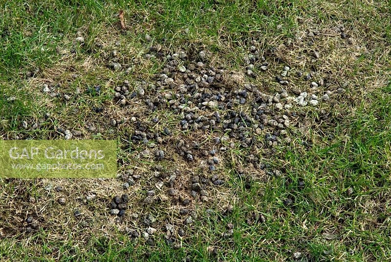GAP Gardens Wild rabbit droppings on lawn, showing adverse effect on