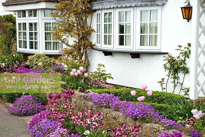 GAP Gardens Tulips, Wallflowers, Aubretia under Bay Window in front