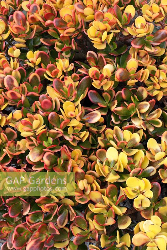 GAP Gardens Crassula ovata 'Hummel's Sunset' Jade plant, Jade tree