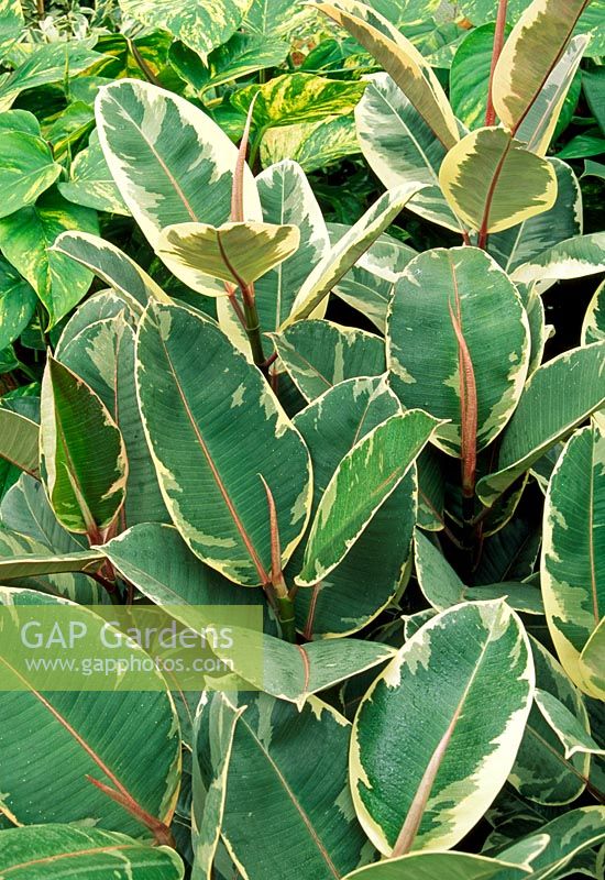 GAP Gardens Ficus elastica doescheri Variegated Rubber