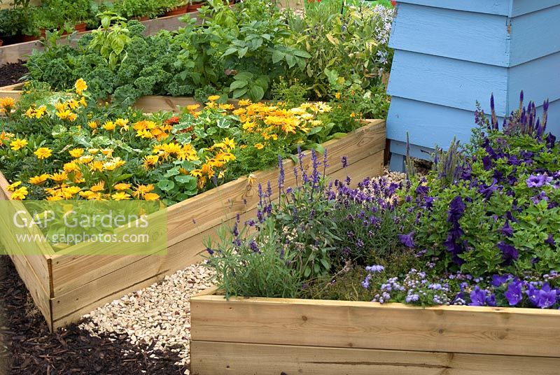 GAP Gardens Raised triangular beds infilled with orange and purple