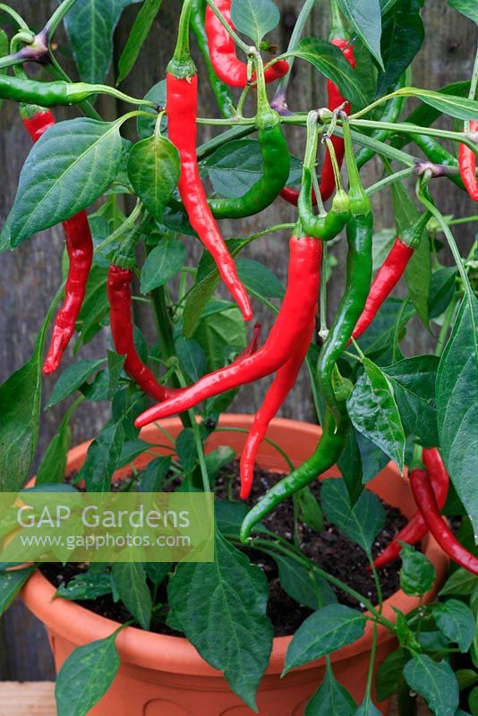 GAP Gardens Capsicum Pepper 'Cayenne' growing in a plastic pot