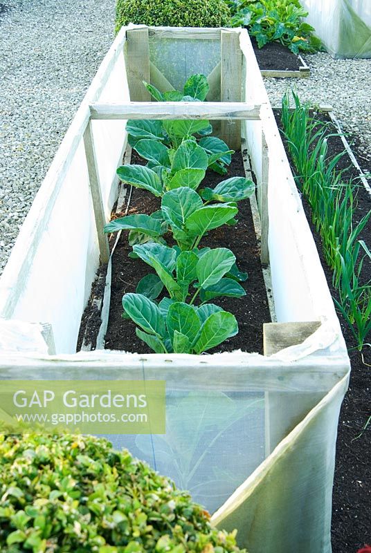 GAP Gardens Formal vegetable garden with windbreak frames to protect