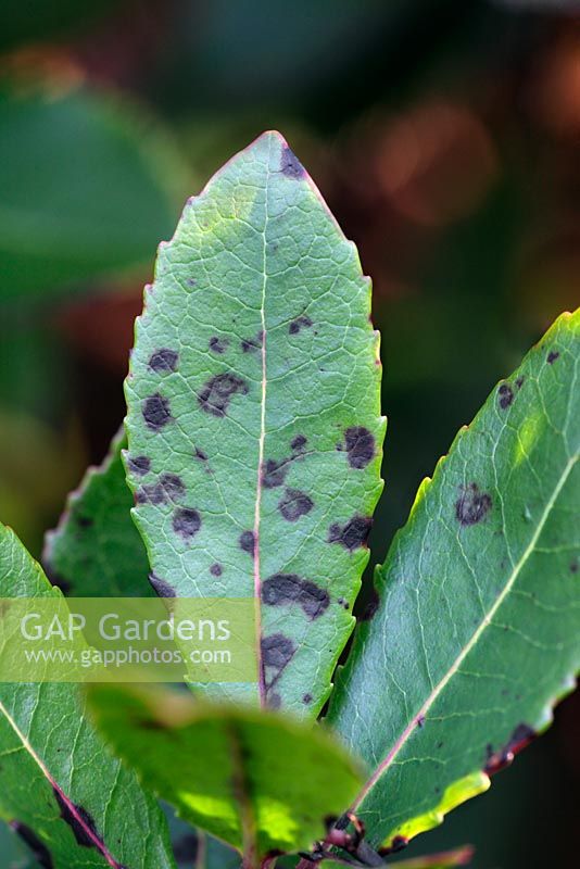 GAP Gardens Septoria unedonis Arbutus leaf spot Image No 0229164