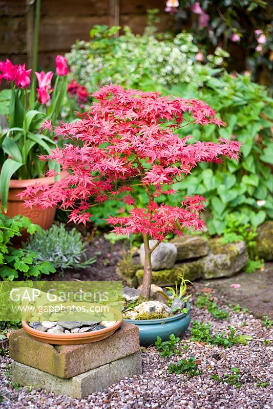 GAP Gardens Red acer growing in a bonsai pot 35 Heyes Lane Image