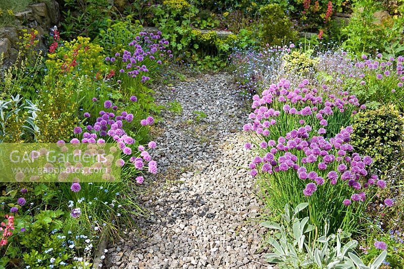 GAP Gardens Flowering chives and me nots bordering a gravel