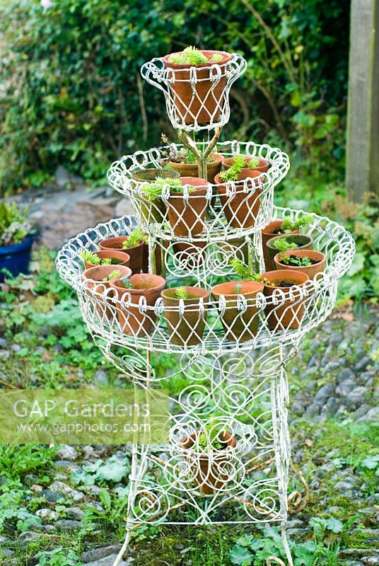 GAP Gardens Victorian metal plant stand with terracotta pots Image