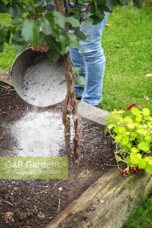 GAP Gardens Pouring wood ash over vegetable patch to improve plant