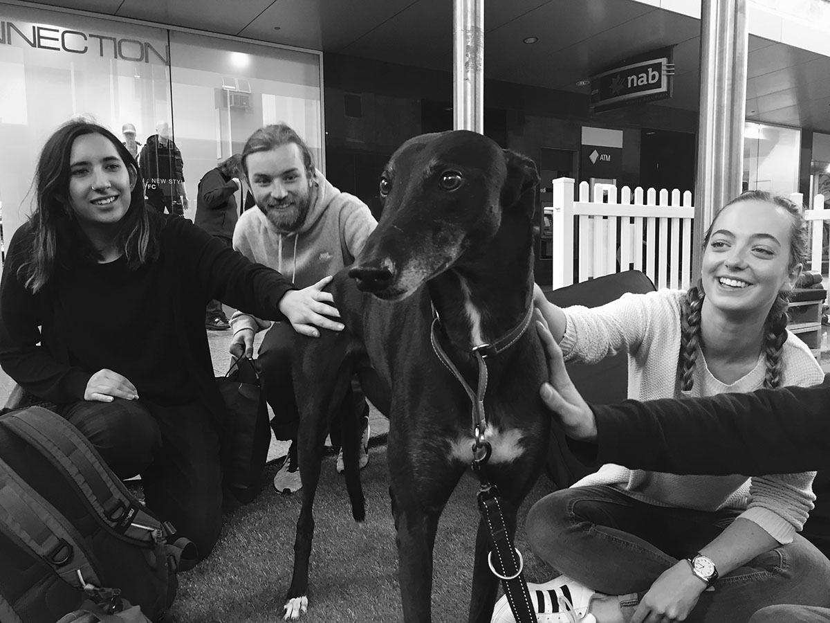 Do Greyhounds Make Good Therapy Dogs