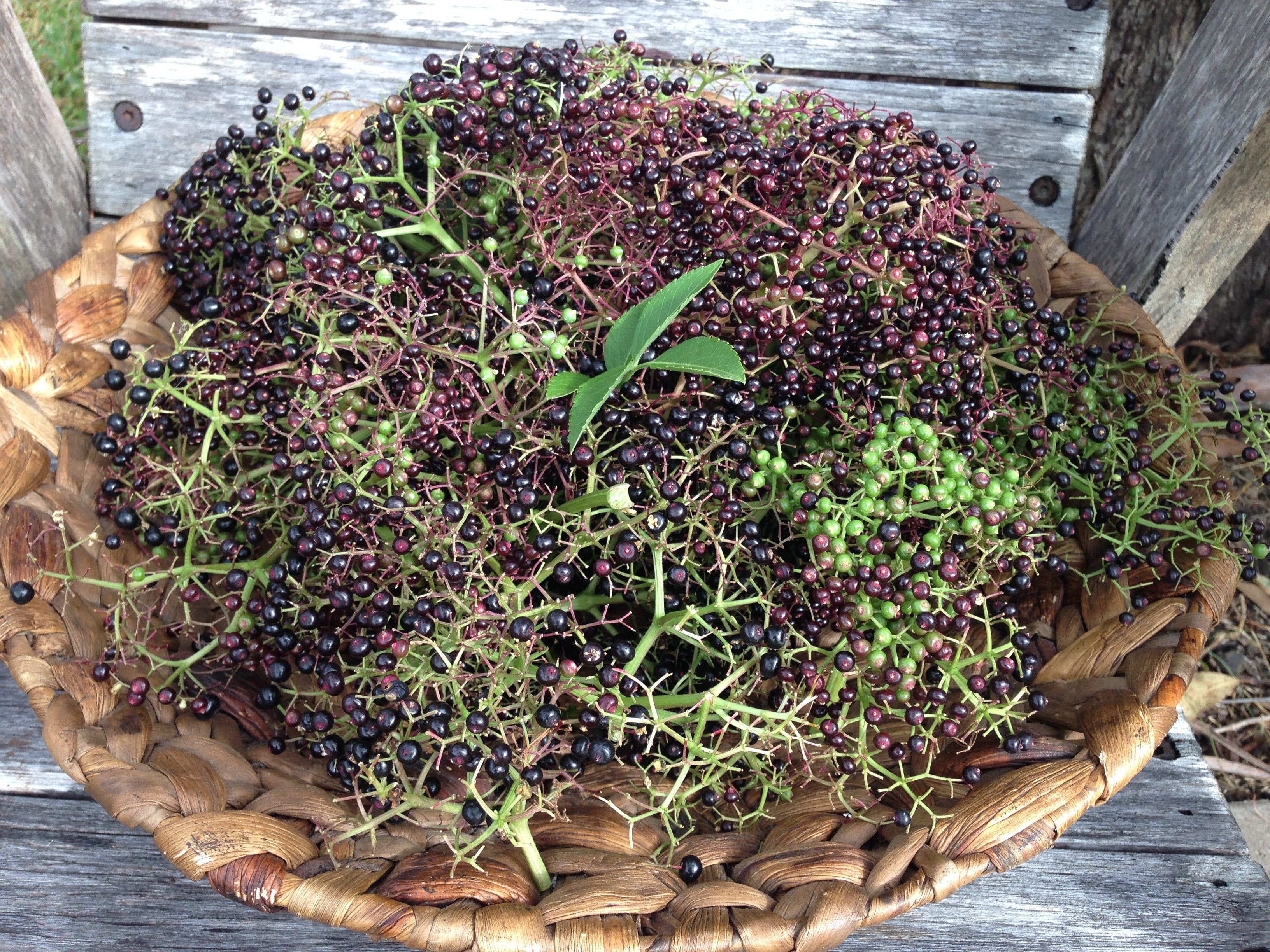 Black Elderberries and their wonderful immune properties for GAPS