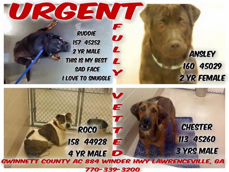 Adoptable Dogs for June 24, 2015 Politics, Campaigns