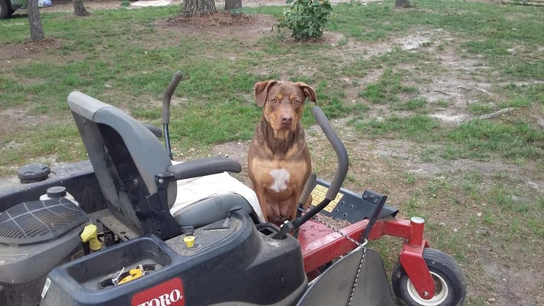 Daily Dogs GaPundit Page 35