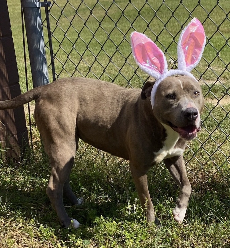 Daily Dogs GaPundit Page 35