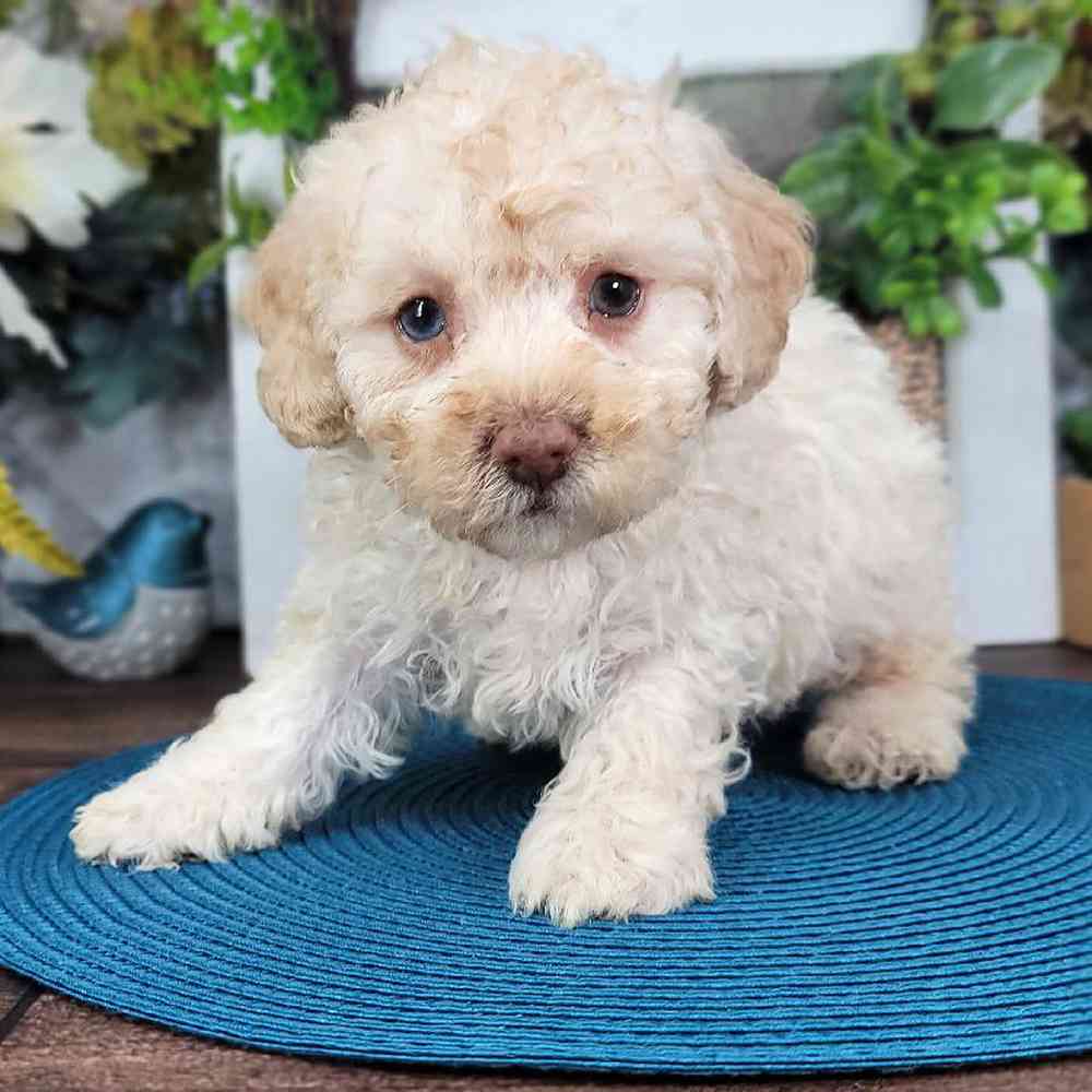 Miniature Poodle Puppies for Sale in GA Puppies Online