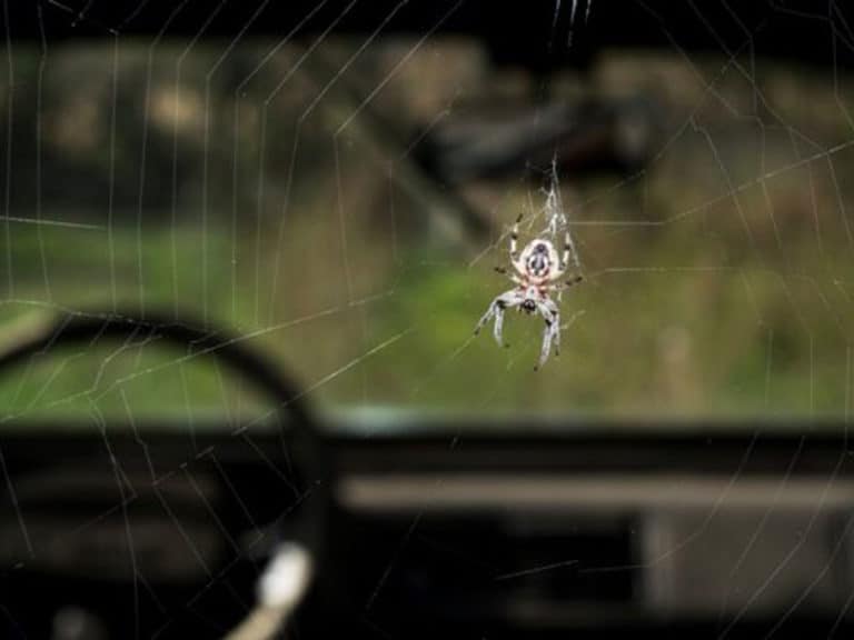 How To Get Rid Of Spiders In Car Naturally