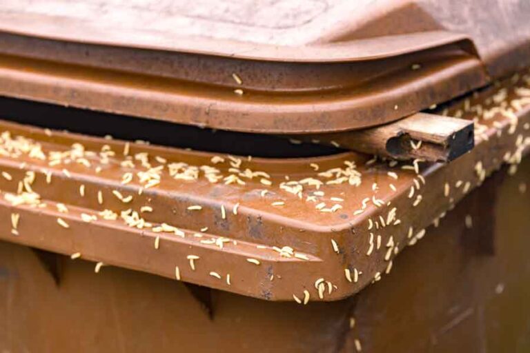 Eliminate Maggots In Your Trash Can Expert Tips