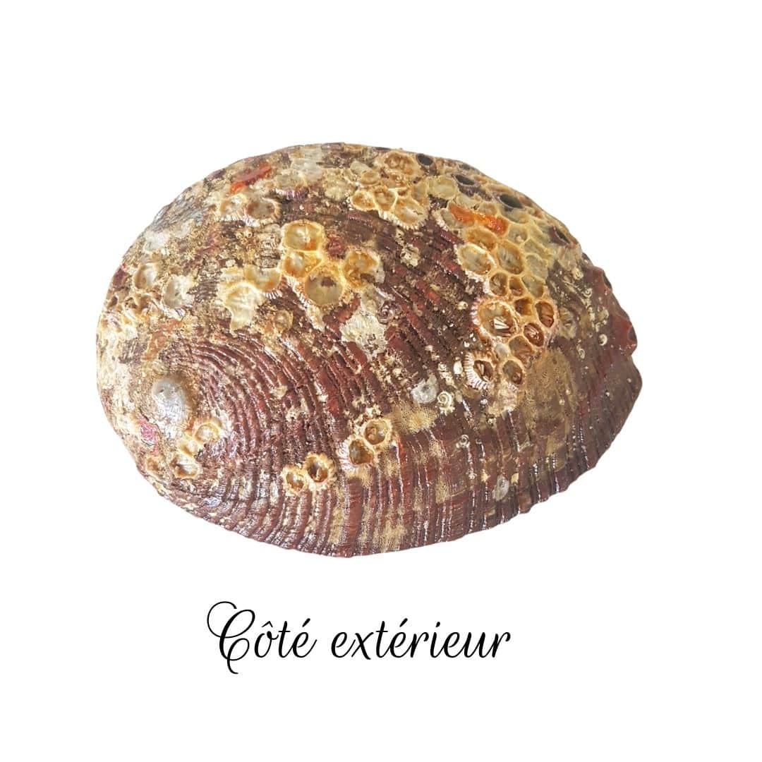 Coquille d’Ormeau Haliotis Accessoire de purification et rechargement