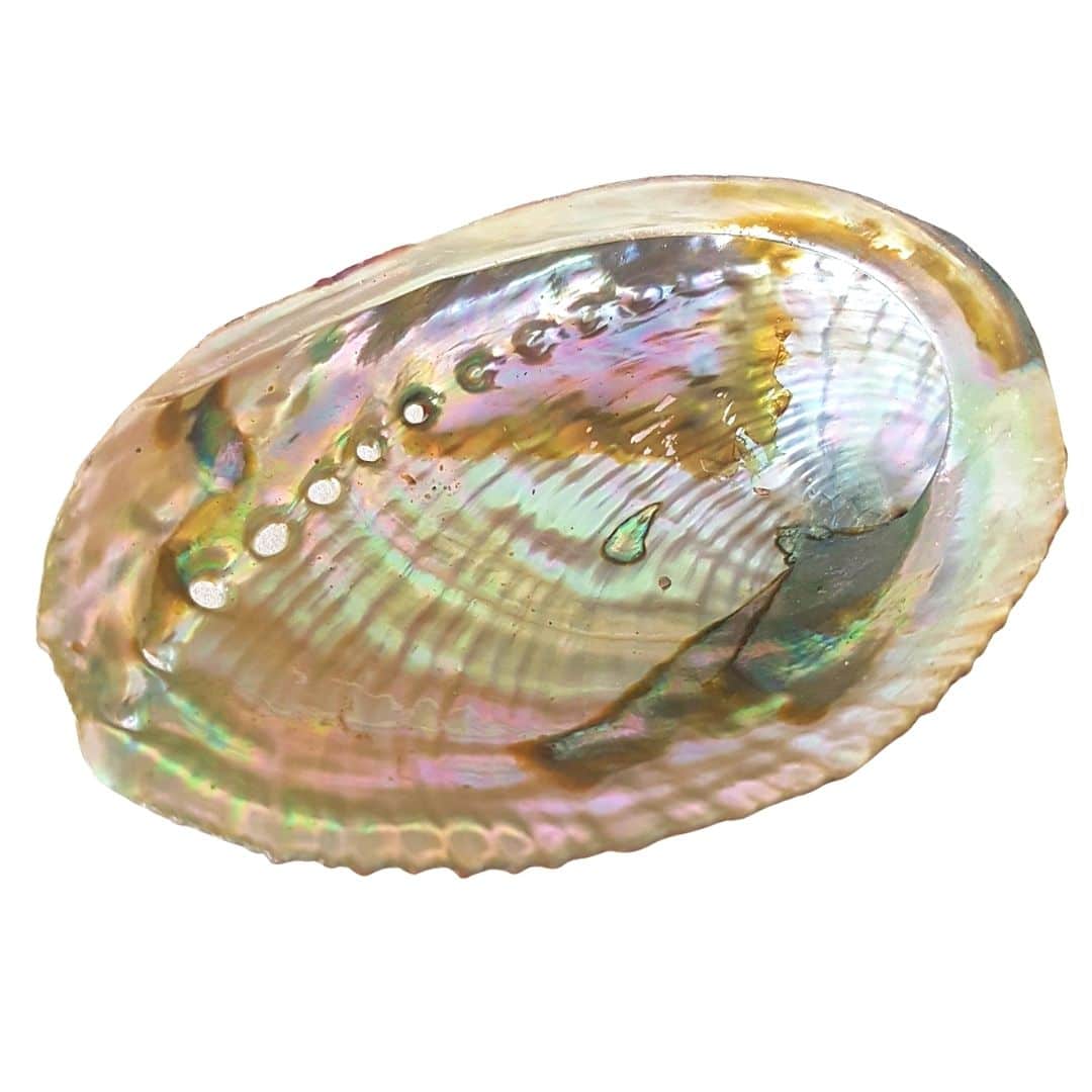 Coquille d’Ormeau Haliotis Accessoire de purification et rechargement