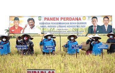 BPPT Yakin Siak Bisa Jadi Penghasil Padi dan Perbenihan