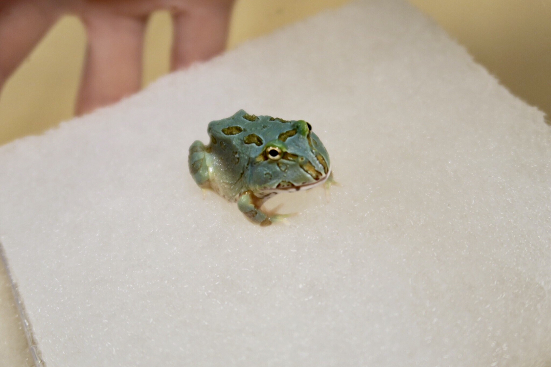 新しいカエルちゃん ペットの時間外診療は岸和田にあるガーデン動物病院へ