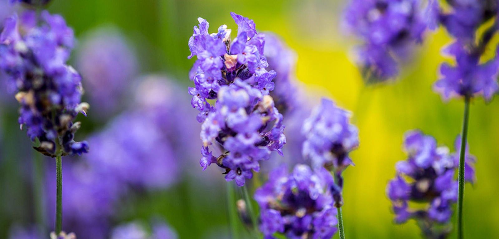 Garden design courses from the Oxford College of Garden Design