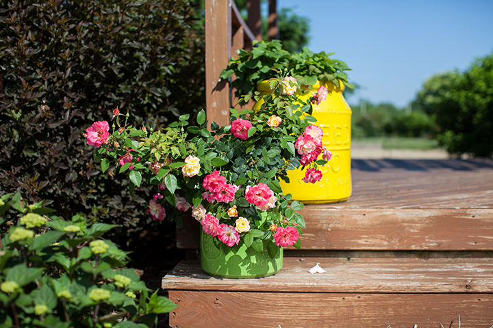 How often do I water the roses? When the soil feels dry? I don't want