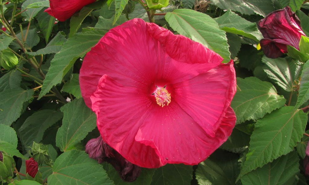 Enhance Your Garden with the Alluring Swamp RoseMallow Garden Guide