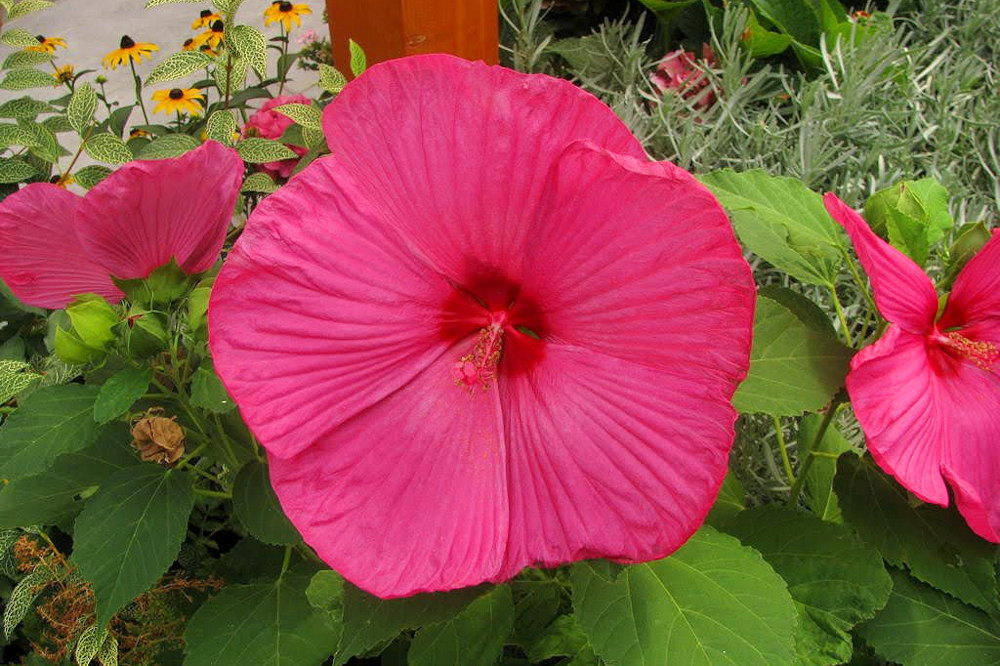 Enhance Your Garden with the Alluring Swamp RoseMallow Garden Guide